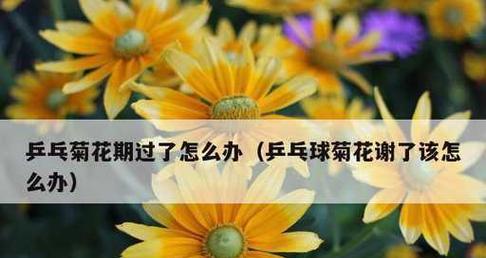 乒乓球花期的时间长短（乒乓球花期——一个难以预测的时期）