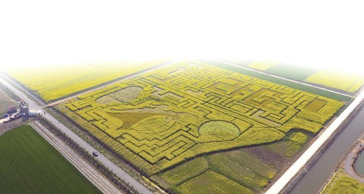 世界乒乓球大棚改造（可持续发展与乒乓球产业的双赢局面）
