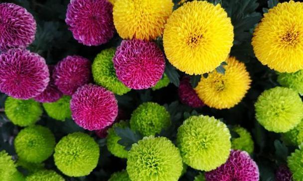乒乓球花期的长短及影响因素（探究乒乓球花期的持续时间以及其受影响的关键因素）