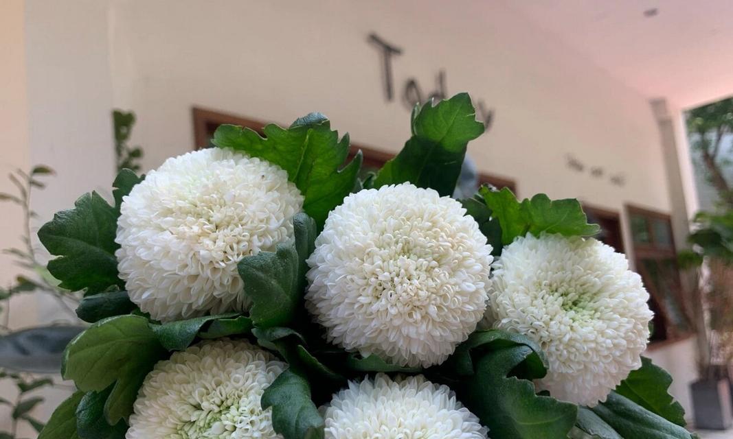 乒乓球菊种植技术指南（打造迷人花海，学习乒乓球菊种植诀窍）