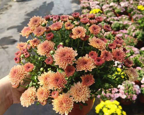 乒乓球菊花养护技巧和方法（打造美丽的乒乓球菊花，从这些技巧和方法开始）